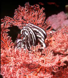 Crinoid, Palau; 55mm Auto Micro Nikkor, Housed Nikon F by Rick Tegeler 